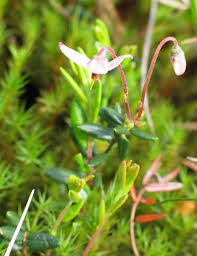 Attēlu rezultāti vaicājumam “Oxycoccus microcarpus”