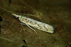 Attēlu rezultāti vaicājumam “Pediasia fascelinella”