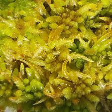 Attēlu rezultāti vaicājumam “Sphagnum papillosum”