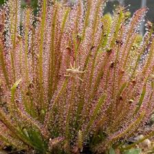 Attēlu rezultāti vaicājumam “Drosera x obovata leaf”