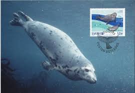 Image result for Pusa hispida