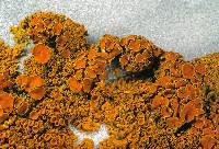 Attēlu rezultāti vaicājumam “Xanthoria parietina”