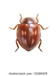 Attēlu rezultāti vaicājumam “Myzia oblongoguttata”