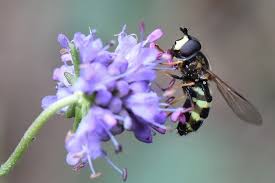 Attēlu rezultāti vaicājumam “Dasysyrphus tricinctus”