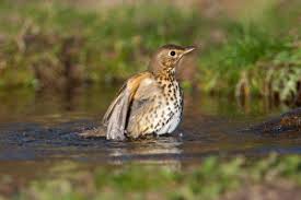 Attēlu rezultāti vaicājumam “Turdus philomelos adult”