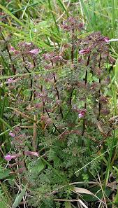 Attēlu rezultāti vaicājumam “Pedicularis palustris flower”