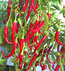 Afbeeldingsresultaat voor turkish cayenne hot pepper