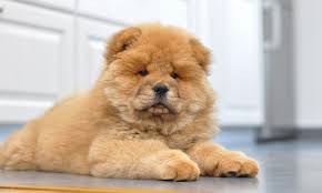 Znalezione obrazy dla zapytania chow