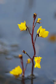 Attēlu rezultāti vaicājumam “Utricularia vulgaris flower”