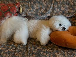 Image result for なんどでもしぬしぬ=