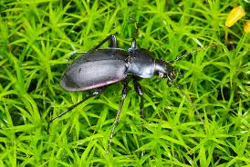 Attēlu rezultāti vaicājumam “Carabus violaceus”