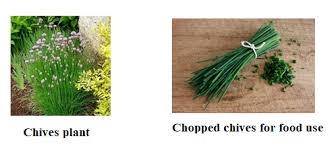 Attēlu rezultāti vaicājumam “Allium schoenoprasum fruit”