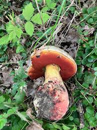 Attēlu rezultāti vaicājumam “Xerocomus rubellus”