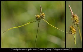Attēlu rezultāti vaicājumam “Carex lepidocarpa fruit”