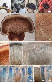Attēlu rezultāti vaicājumam “Vouauxiomyces santessonii”