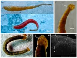 Attēlu rezultāti vaicājumam “Hirudinea”
