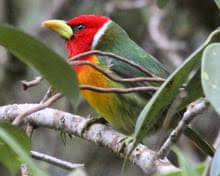 Image result for Dendroica magnolia