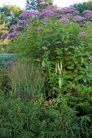 Attēlu rezultāti vaicājumam “Juncus gerardii bud”