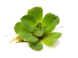 Attēlu rezultāti vaicājumam “Pistia stratiotes”