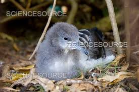 Image result for Puffinus puffinus