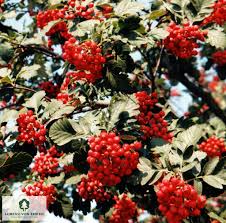 Attēlu rezultāti vaicājumam “Sorbus hybrida”