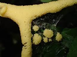 Attēlu rezultāti vaicājumam “Stemonitis flavogenita”