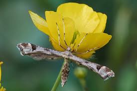 Attēlu rezultāti vaicājumam “Platyptilia gonodactyla imago”