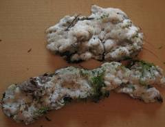 Attēlu rezultāti vaicājumam “Physisporinus vitreus”