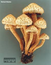 Attēlu rezultāti vaicājumam “Pholiota squarrosoides”