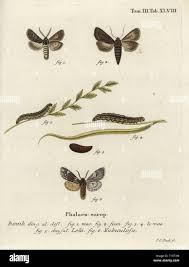 Attēlu rezultāti vaicājumam “Brachionycha nubeculosa”