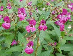 Attēlu rezultāti vaicājumam “Impatiens glandulifera”