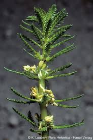 Attēlu rezultāti vaicājumam “Myriophyllum alterniflorum leaf”