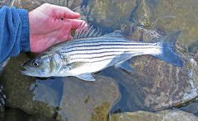 Image result for Morone saxatilis