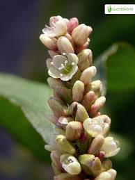 Attēlu rezultāti vaicājumam “Persicaria lapathifolia flower”