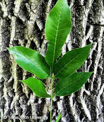 Attēlu rezultāti vaicājumam “Fraxinus pennsylvanica leaf”