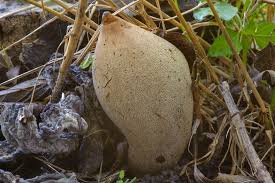 Attēlu rezultāti vaicājumam “Xylaria polymorpha”