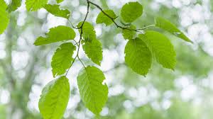 Attēlu rezultāti vaicājumam “Alnus”