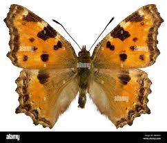 Attēlu rezultāti vaicājumam “Nymphalis polychloros upperside”