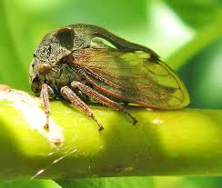 Attēlu rezultāti vaicājumam “Rabdophaga degeeri”