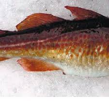 Image result for Gadus morhua