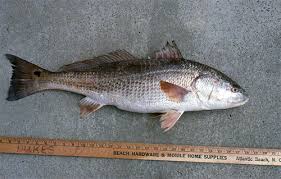 Image result for Sciaenops ocellatus