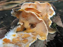 Attēlu rezultāti vaicājumam “Skeletocutis amorpha”