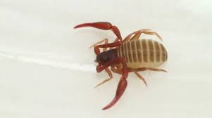 Attēlu rezultāti vaicājumam “Chelifer cancroides”