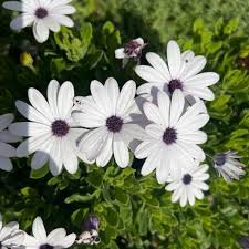 Image result for Dimorphotheca pluvialis