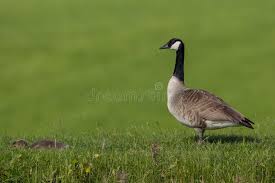 Attēlu rezultāti vaicājumam “Branta canadensis adult”