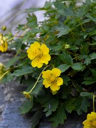Attēlu rezultāti vaicājumam “Potentilla erecta fruit”