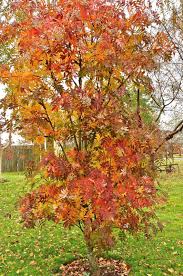 Attēlu rezultāti vaicājumam “Sorbus”