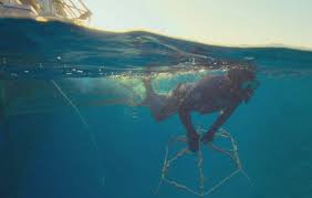 Image result for DeeperBlue.net Tribe (South London)