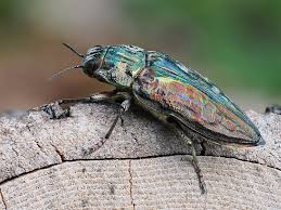 Attēlu rezultāti vaicājumam “Chalcophora mariana”