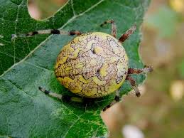 Attēlu rezultāti vaicājumam “Araneus marmoreus”